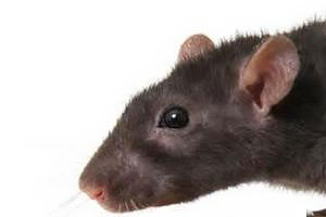 Крысы съели книги на 200 тысяч евро в библиотеке Штутгарта